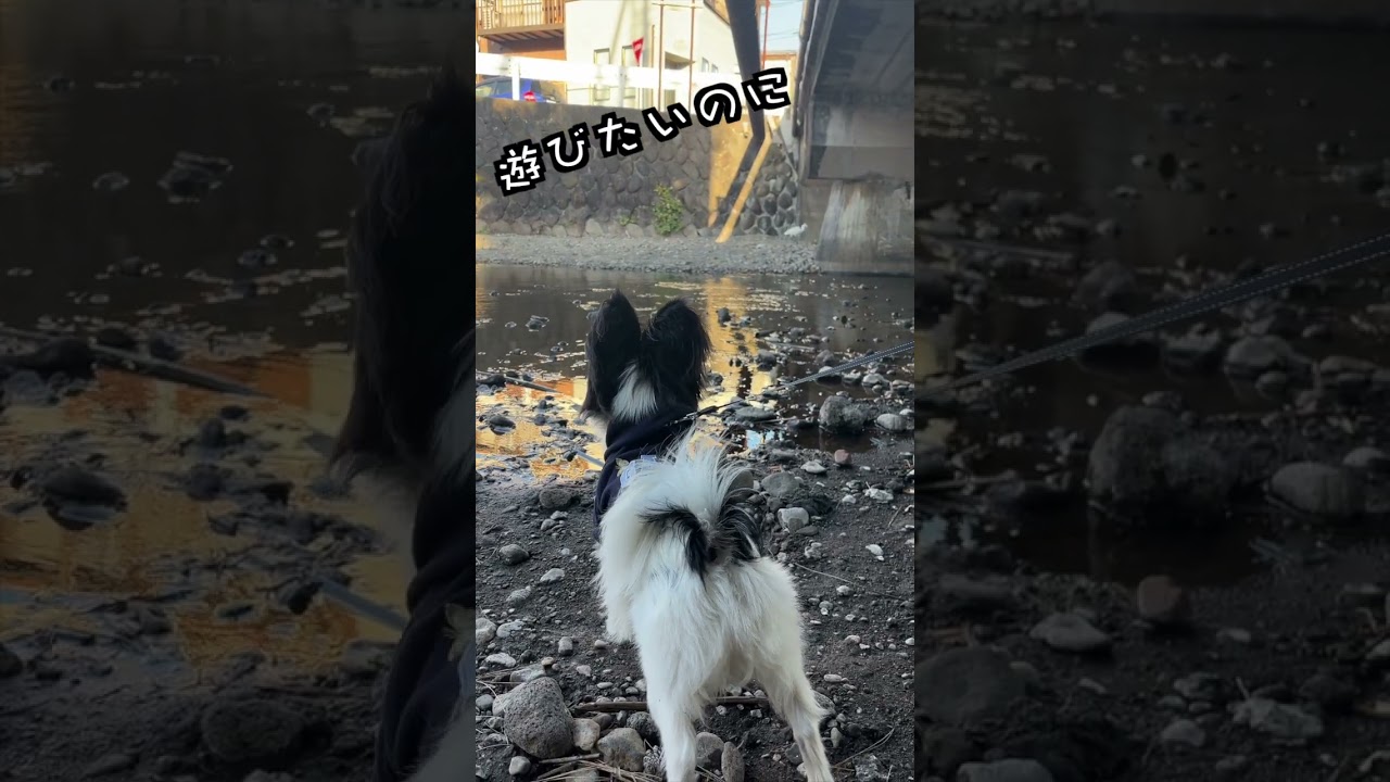 生後9ヶ月パピヨン、鳥さんと追いかけっこ！｜伊東の宇佐美海岸で遊んでもらってきた！