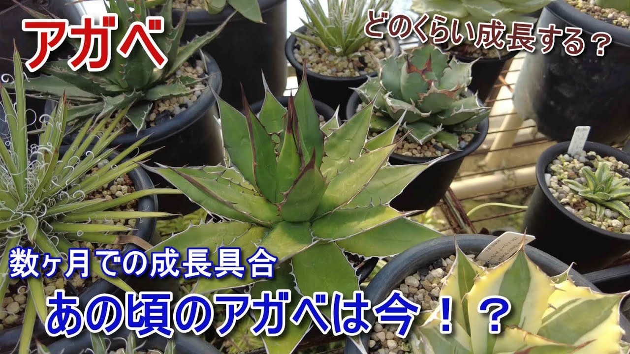 【アガベ】あの頃のアガベは今！？ 過去に紹介したアガベの成長具合を見みよう！ いろんなアガベの過去現在【Agave】【吉祥冠鉢サイズ育成実験 [＃2.5]】【園芸】