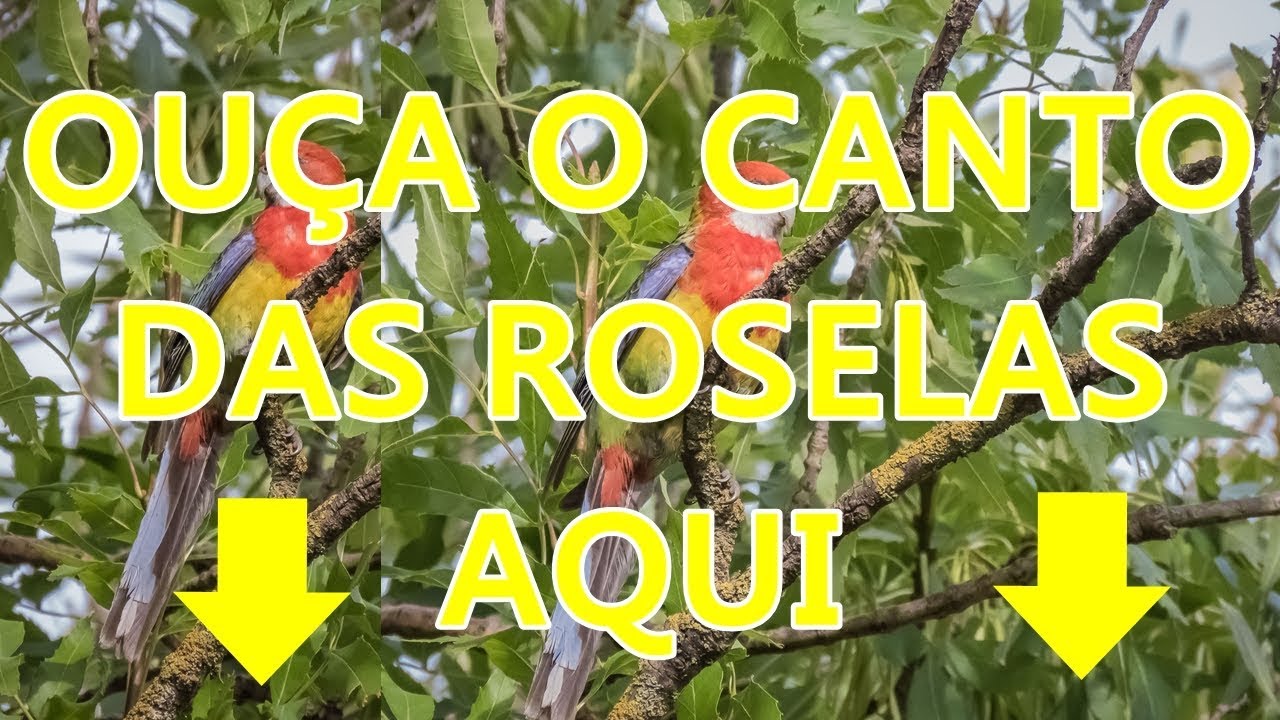 Canto de Rosela Eximius - Ou&ccedil;a o P&aacute;ssaro Rosela Cantando Aqui