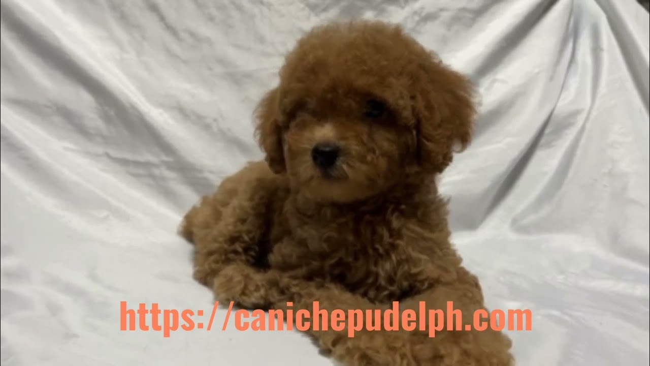 Kisses is a female Toy Poodle.