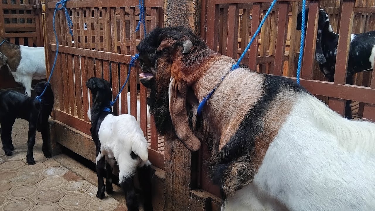 Kambing mulai 2.5 jt saja#etawakaligesing