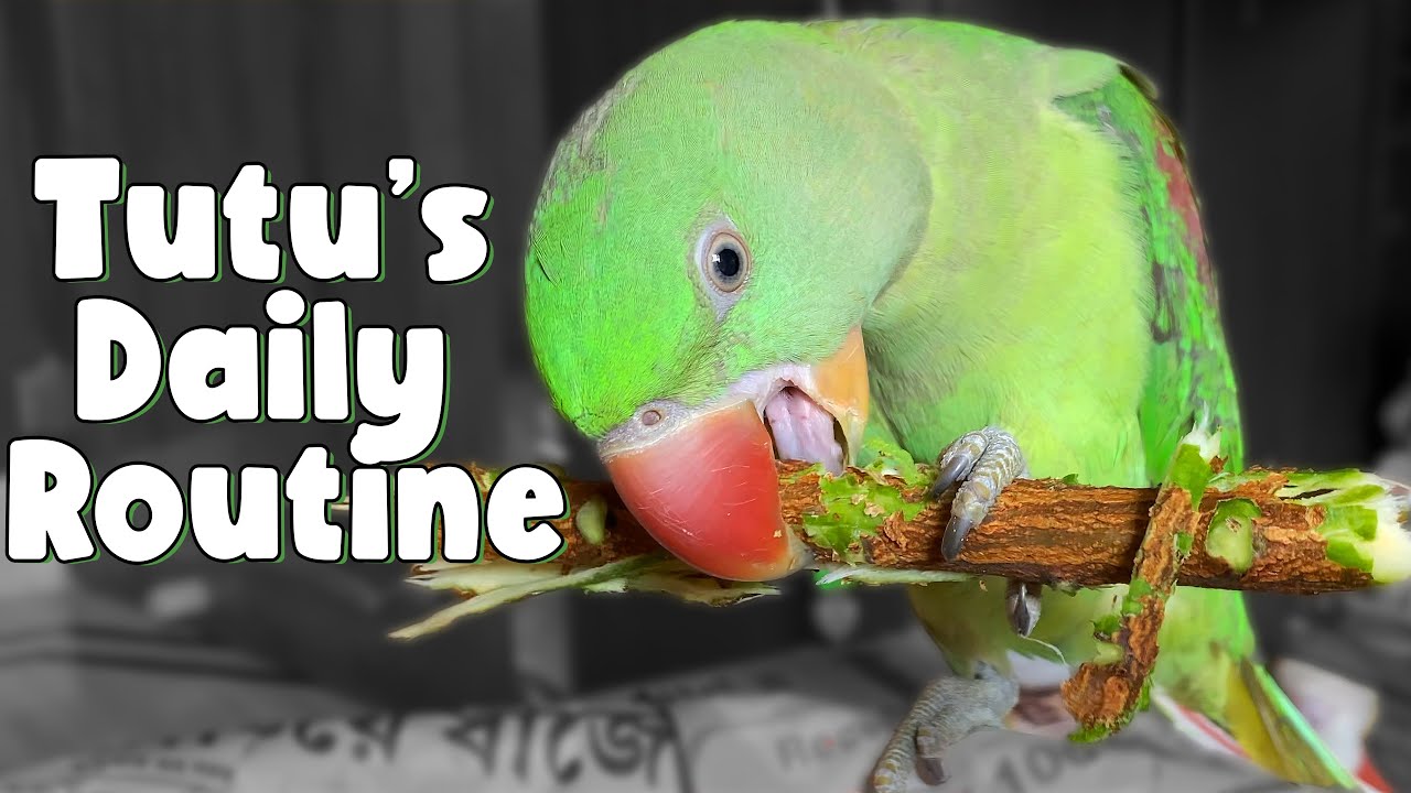 Tutu's Daily Routine || Tutu Talking Parrots