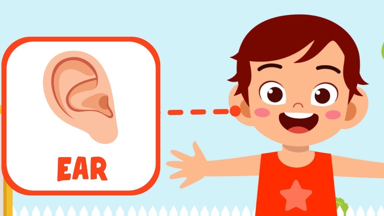 Learning Body Parts: Head, Hands, Arm, Leg