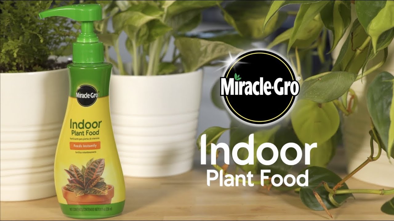 How to Feed Houseplants Using Miracle-Gro&reg; Indoor Plant Food