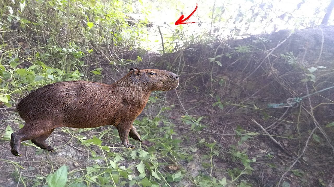 A MELHOR ARMADILHA PARA PEGAR CAPIVARA