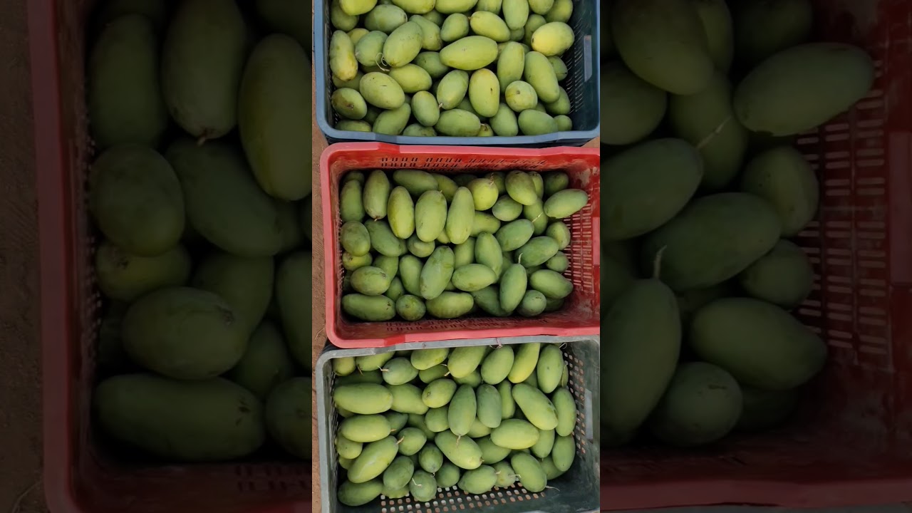 Top 9 varieties of mango and price