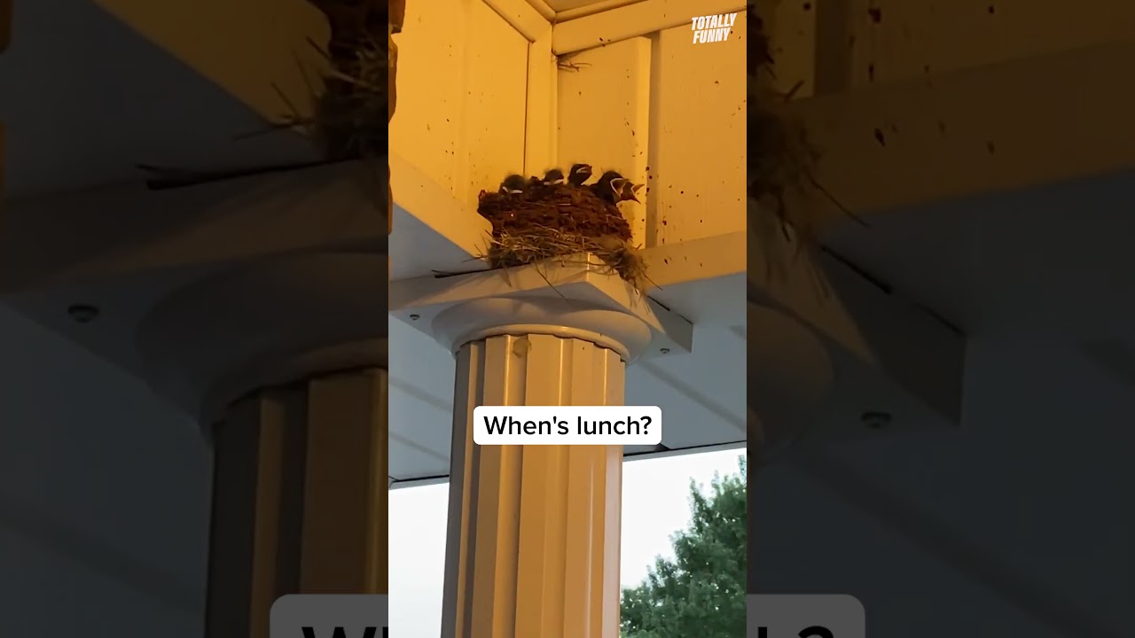 Hungry baby birds are ready to eat!!