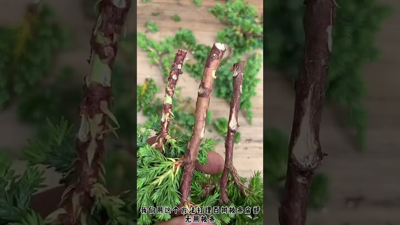 提高柏树扦插爆根的方法