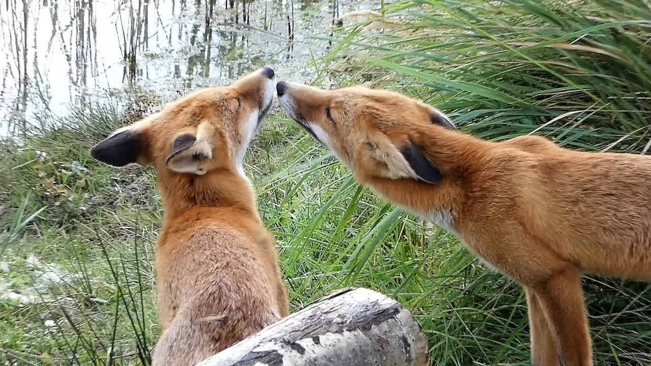 Friends for live a true Disneyadventure about two young red foxes discovering the world..Must see.!!