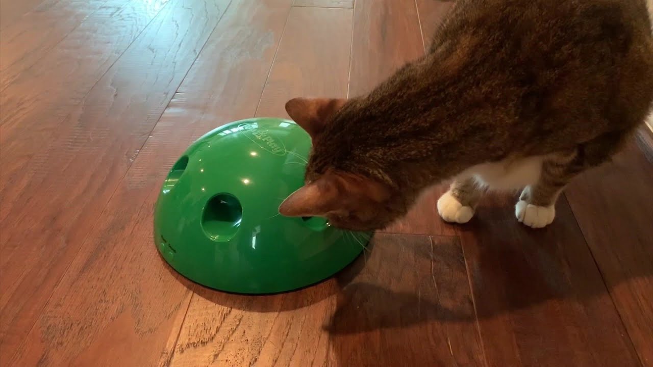Is the 'Pop n' Play' cat toy worth your money?