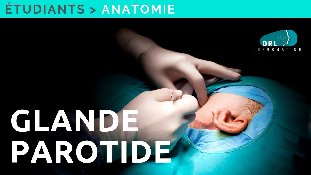 Formation Chirurgie ORL | Anatomie de la glande parotide