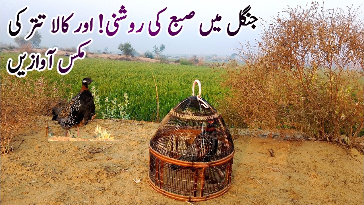 Jungle Main 3 Teetaron Ki Gong| Black Francolin Mixed Voice|Kala Teetar Information|