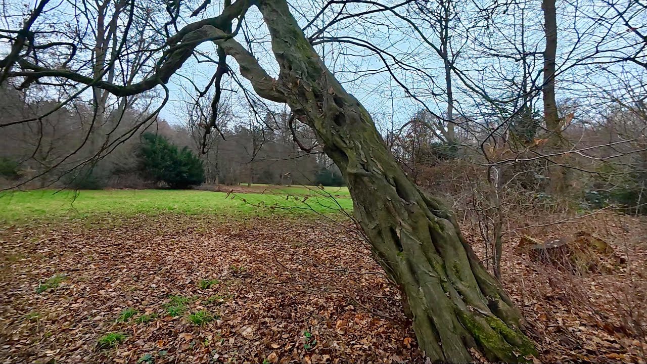 A Silent Walk Through the Forest | From Car to Nature and Back (1 Hour) #TheWalkingJournal 
