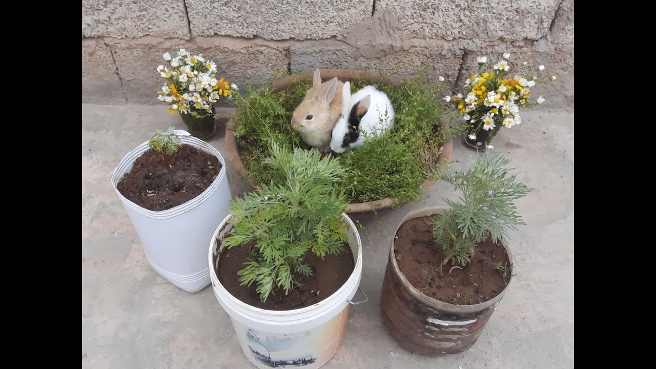 An easy way to grow Artemisia absinthium at home