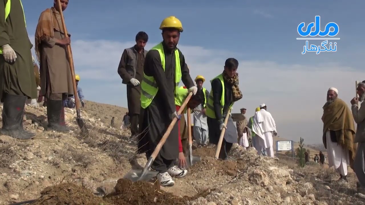 د چاپیريال ساتنې ملی اداری سږنی دنيالګیو کښېنولو ملی کمپاين له ننګرهار، پچير اګام څخه پېل کړ.