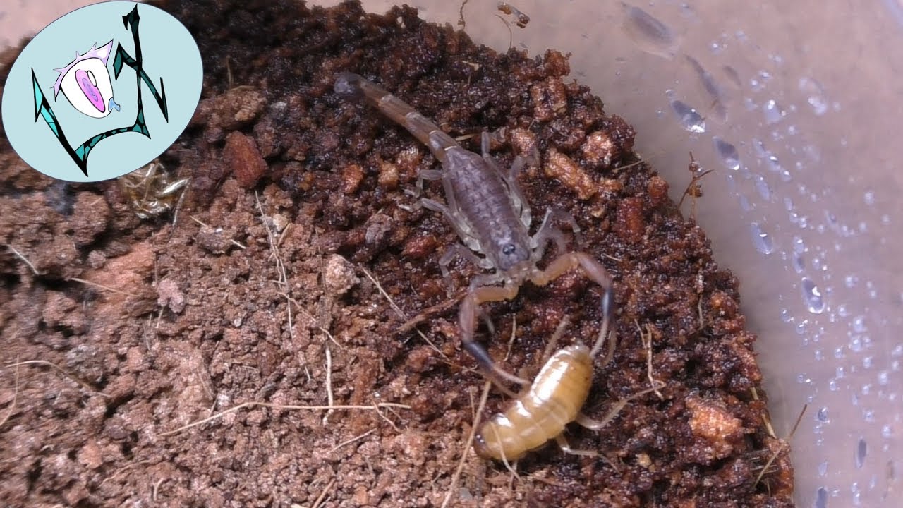 Feeding Baby Scorpions | Hottentotta hottentotta Feeding
