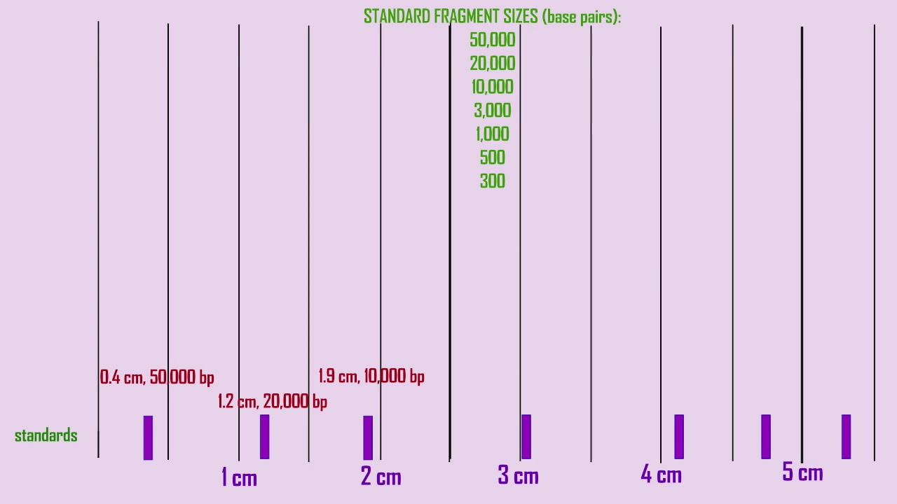 mapping restriction sites on a plasmid
