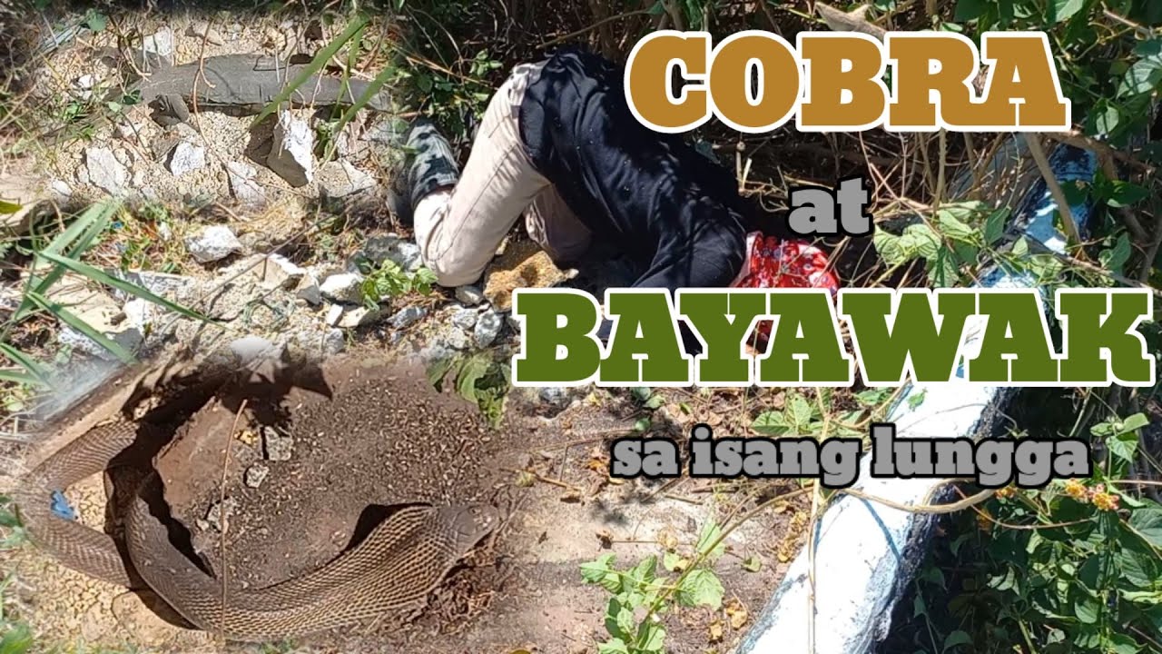 COBRA AT BAYAWAK | JTG KAMANDAG