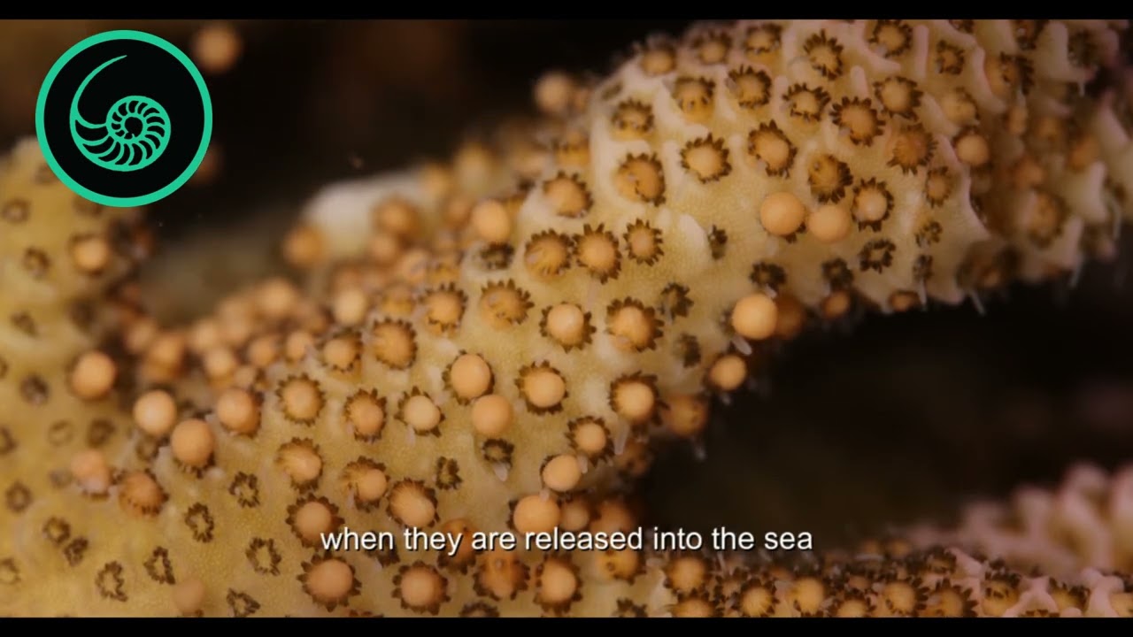 CORALS - PART 5 - REPRODUCTION AND COLONIZATION