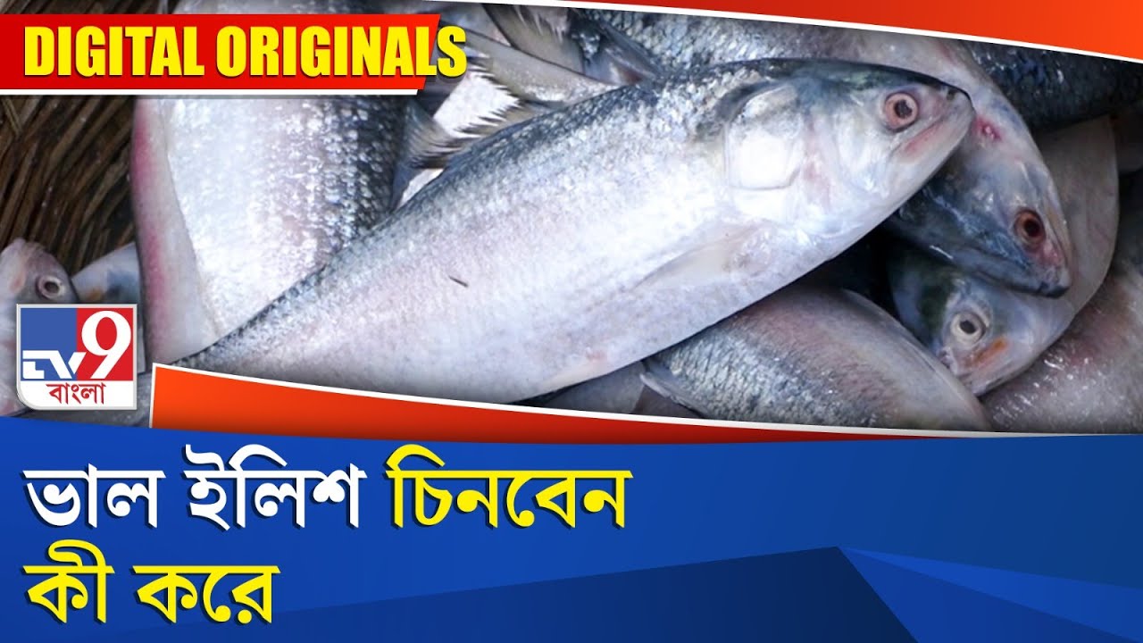 Fresh Hilsa Fish: ভাল ইলিশ চিনবেন কী করে ?
