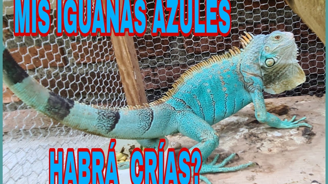Reproducción de iguanas azules?  como va mi pareja de blue iguanas.  Actualización de Marcelo.