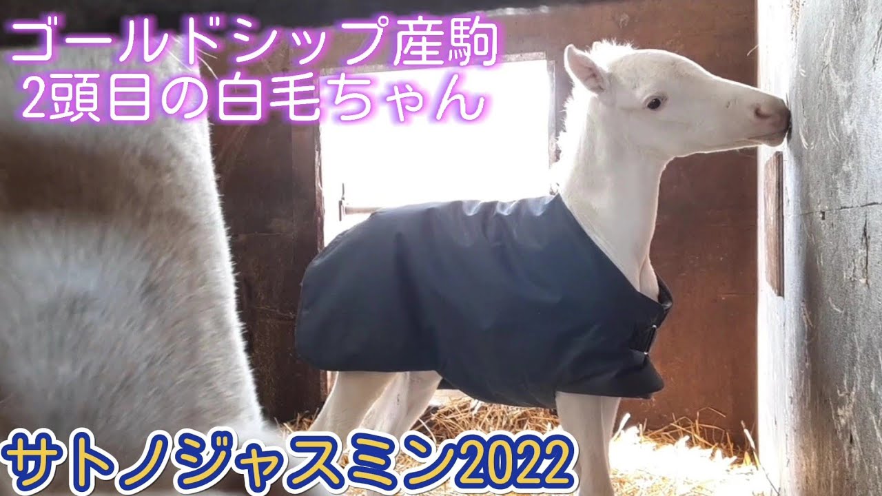 白毛牝馬 サトノジャスミン ゴールドシップ産駒(ゴージャス) 無事出産