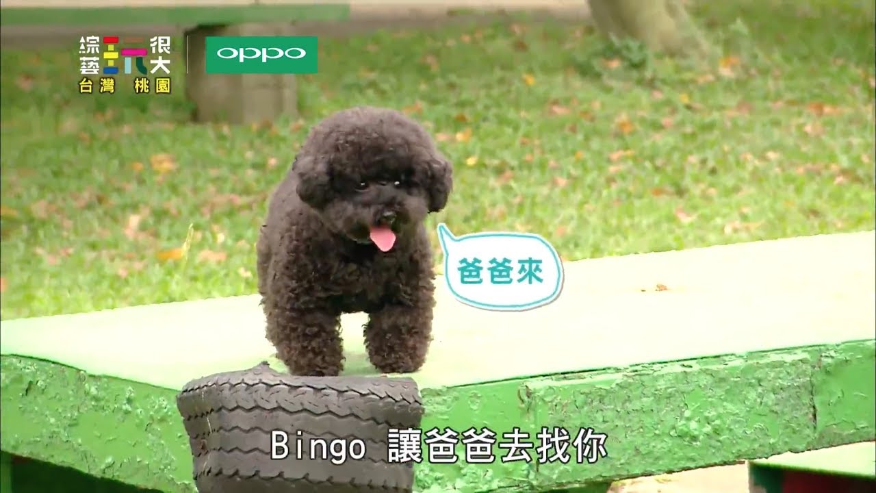【合輯】BINGO賣萌又一發！！綜藝玩很大