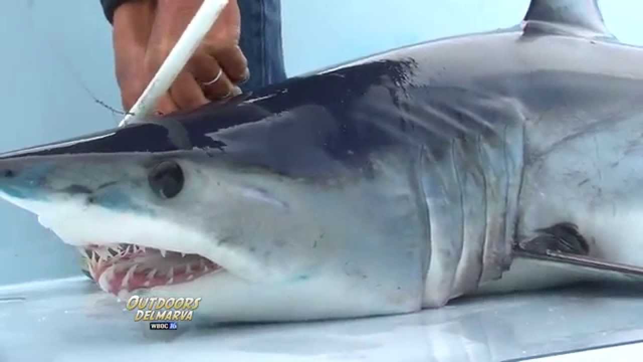 Mako Shark Tagging