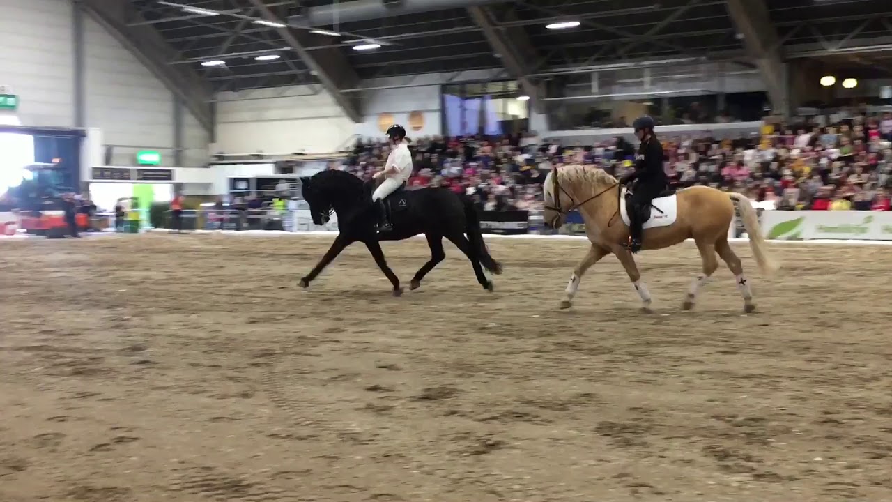 Silvolan Hemminki & Voiveikko, Tampereen Hevosmessut 2019
