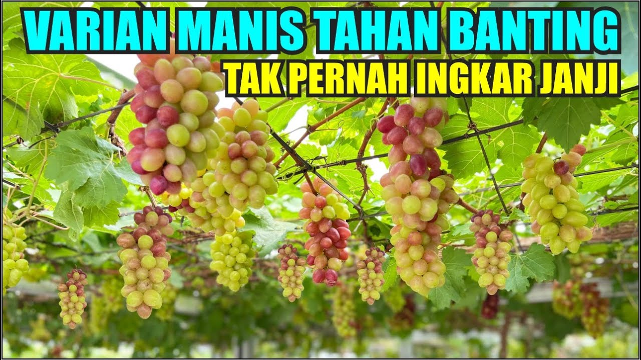 VARIAN MANIS TAHAN BANTING TIDAK PERNAH INGKAR JANJI