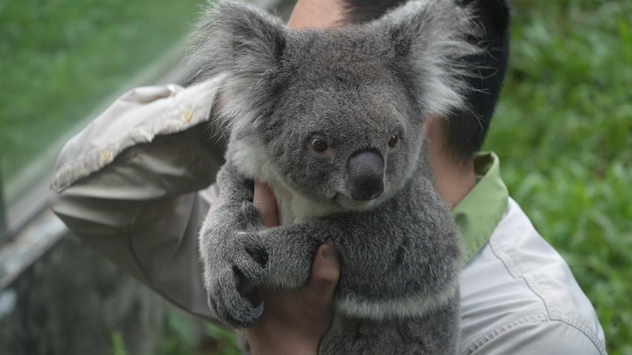 哥哥抱無尾熊給我們看 還有一隻兇悍的熊收不回去 Keeper Holding a Koala for Everyone to See! 20250512