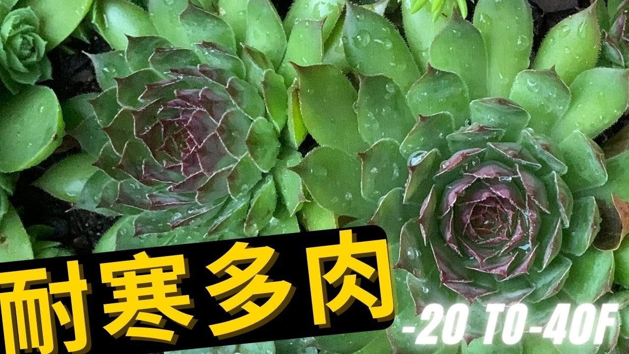 【种花】耐寒耐旱的多肉植物,  zone 3-5 室外过冬，低维护，耐贫土