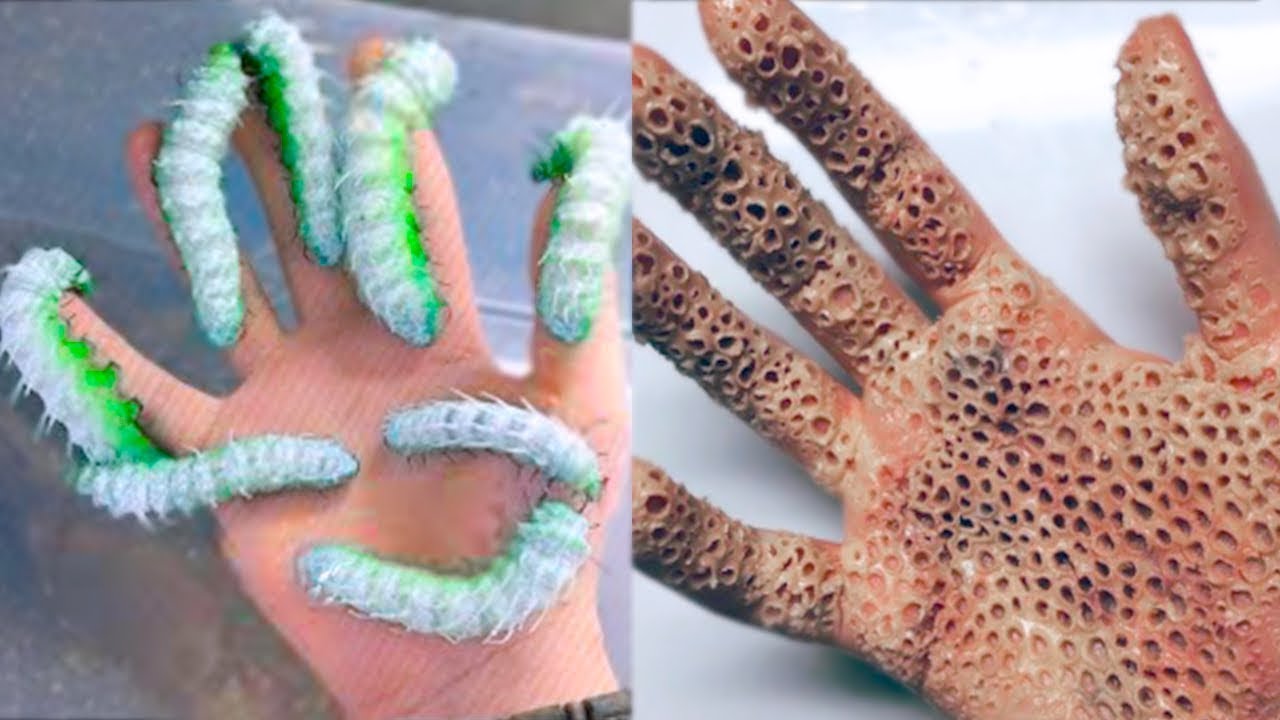 10 Самых Ядовитых Насекомых, Которых Лучше не Трогать