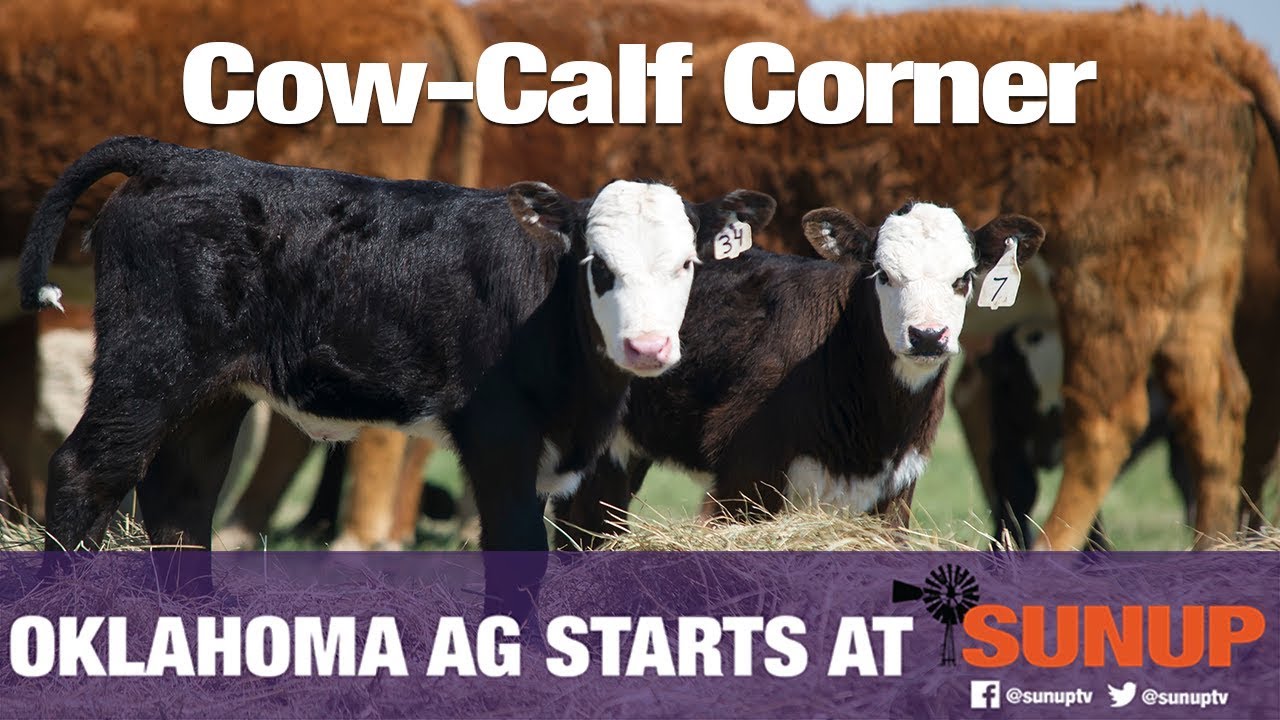Cow-Calf Corner - Estimating Hay Needs Over Winter (11/9/19)