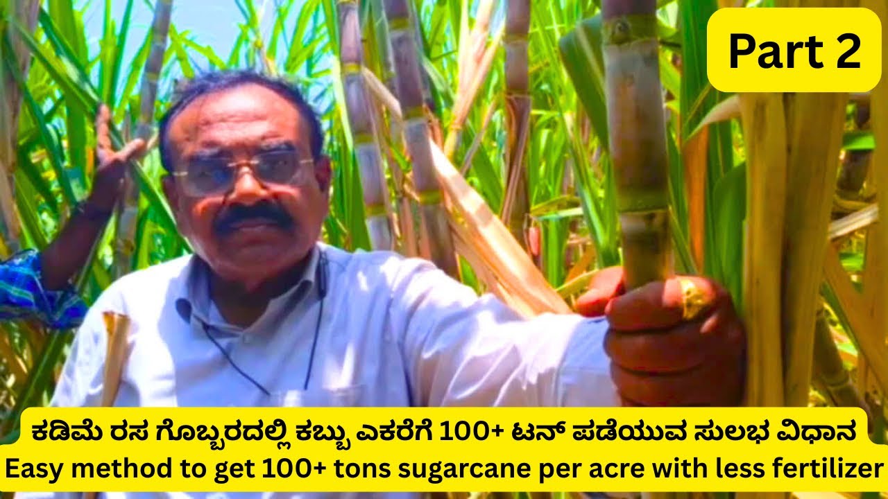 ಕಡಿಮೆ ರಸ ಗೊಬ್ಬರದಲ್ಲಿ ಕಬ್ಬು ಎಕರೆಗೆ 100+ ಟನ್ ಪಡೆಯುವ ಸುಲಭ ವಿಧಾನ - Part 2