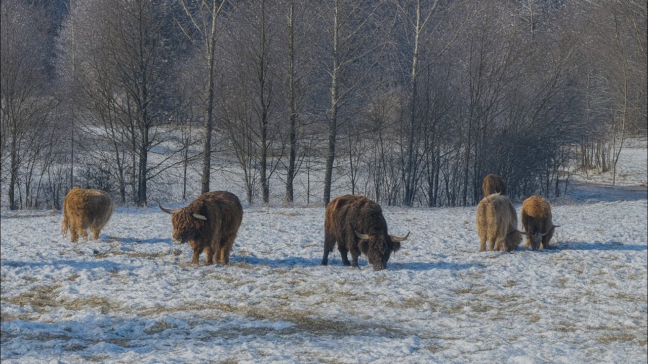 Корівкам породи Хайленд взимку неймовірно комфортно 🐄❤️