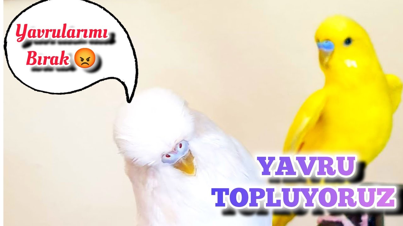 Yuvalıklarda Yavru Topluyoruz l Renk Renk Kuşlar l Vlog