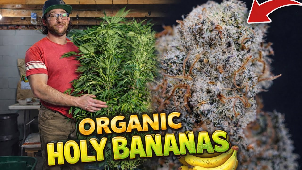 EVERYTHING I DID FROM START TO FINISH | ORGANIC HOLY BANANAS | HARVEST, DRY, CURE