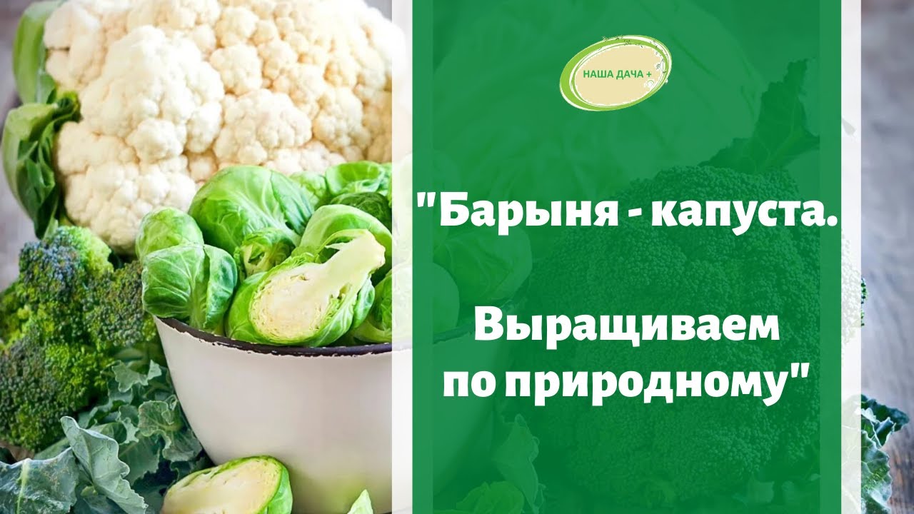 🥦Барыня - капуста. Секреты выращивания по природному.  Рассада,  уход, защита. Корнюшина Людмила