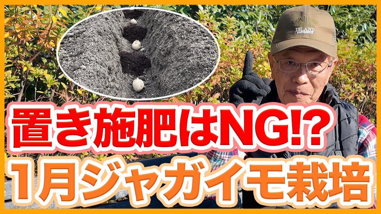 家庭菜園や農園の1月ジャガイモ栽培は置施肥NG！？早植えで始めるジャガイモの育て方！【農家直伝】