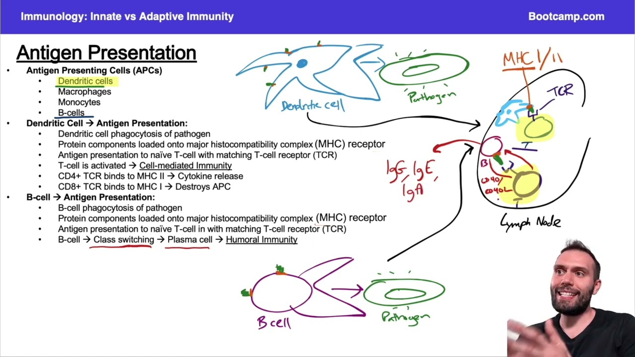 Adaptive Immunity for Step 1 | Immunology | Med School Bootcamp