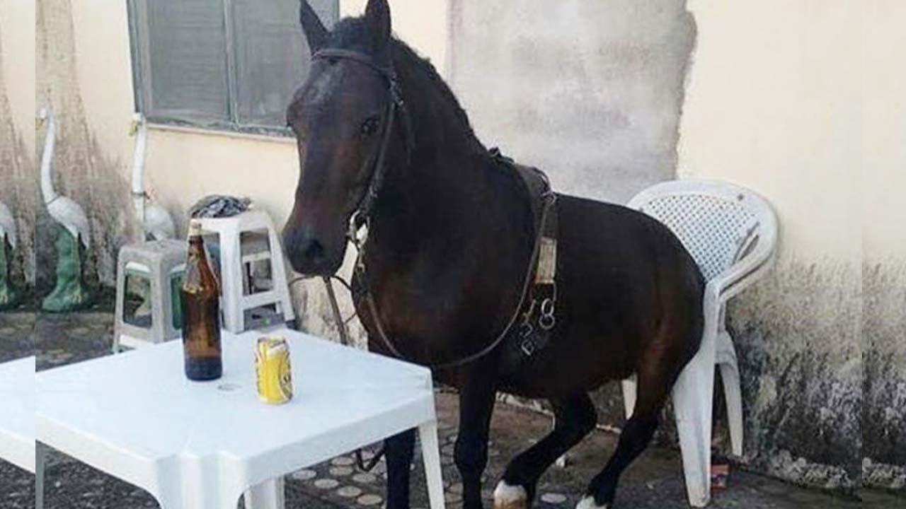 Animais do Mundo Country 😹 S&oacute; os Bicho Ligeiro e Engra&ccedil;ado