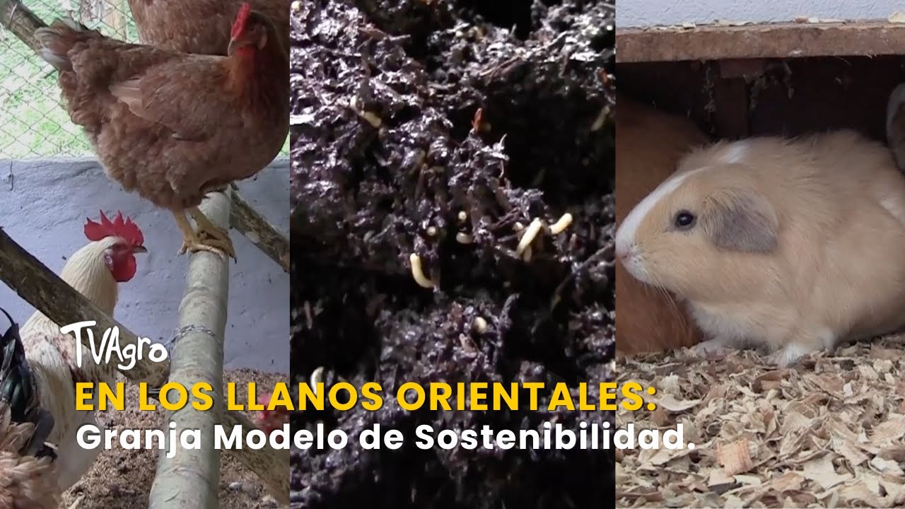 En los Llanos Orientales: Granja Modelo de Sostenibilidad - TvAgro por Juan Gonzalo Angel