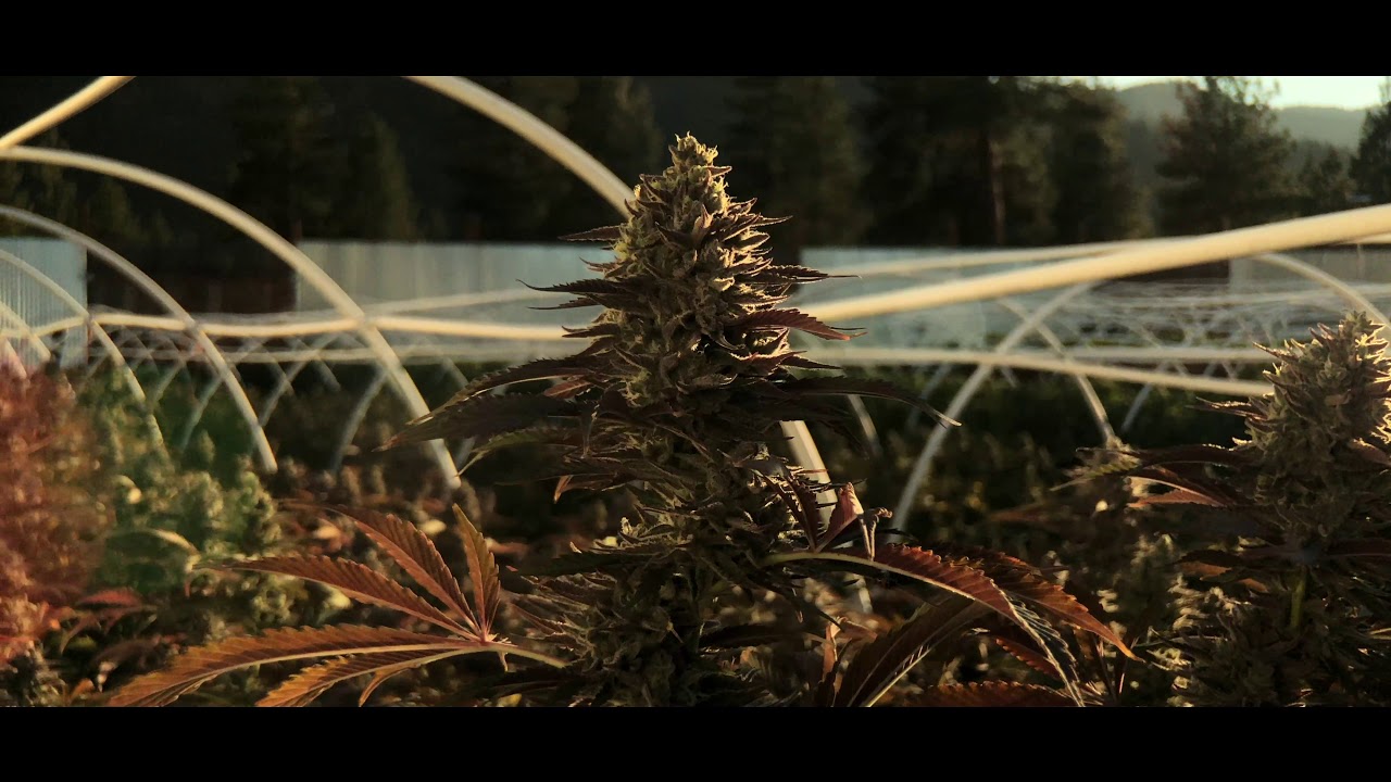 Lazy Bee Gardens 2020 - Demo - 4K