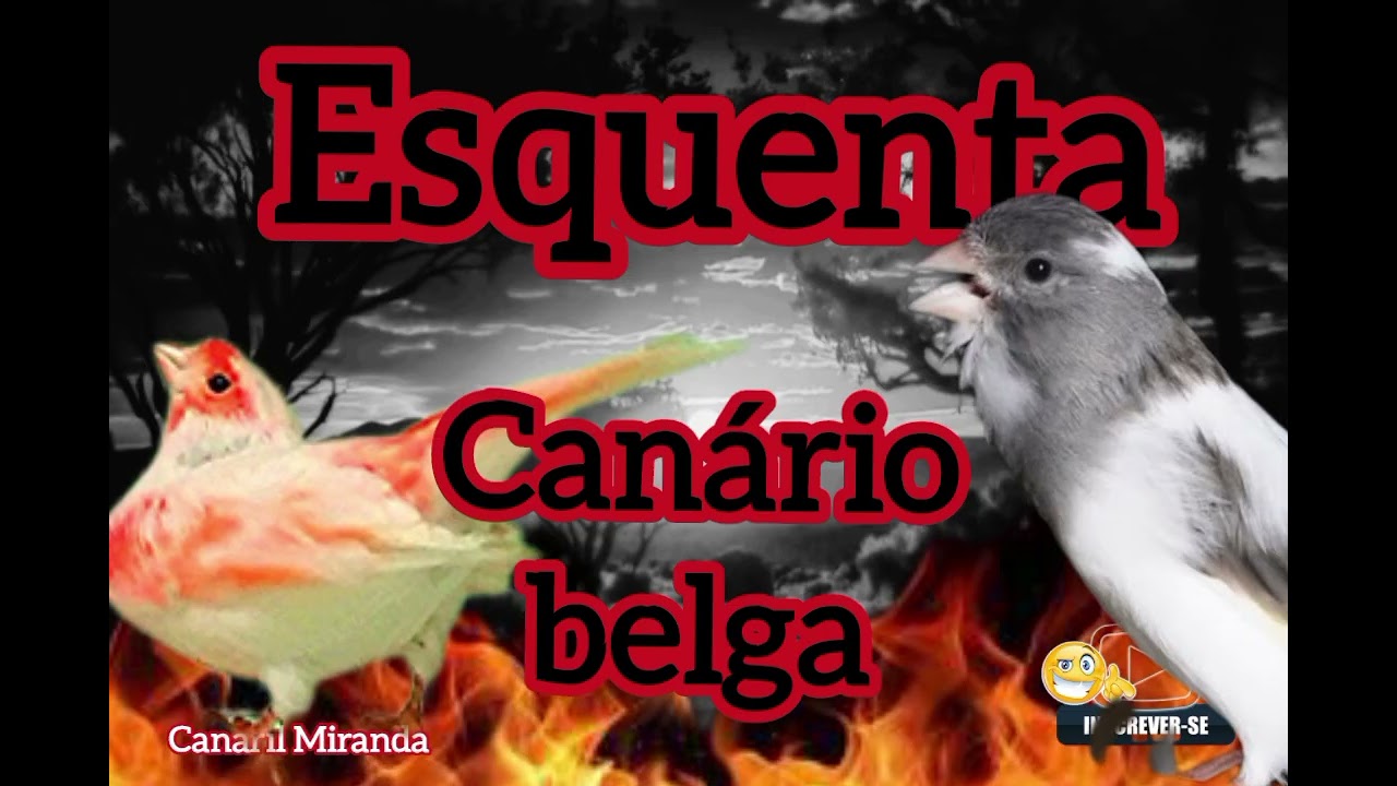 Canto chamo de fêmea para esquentar o seu canário Belga