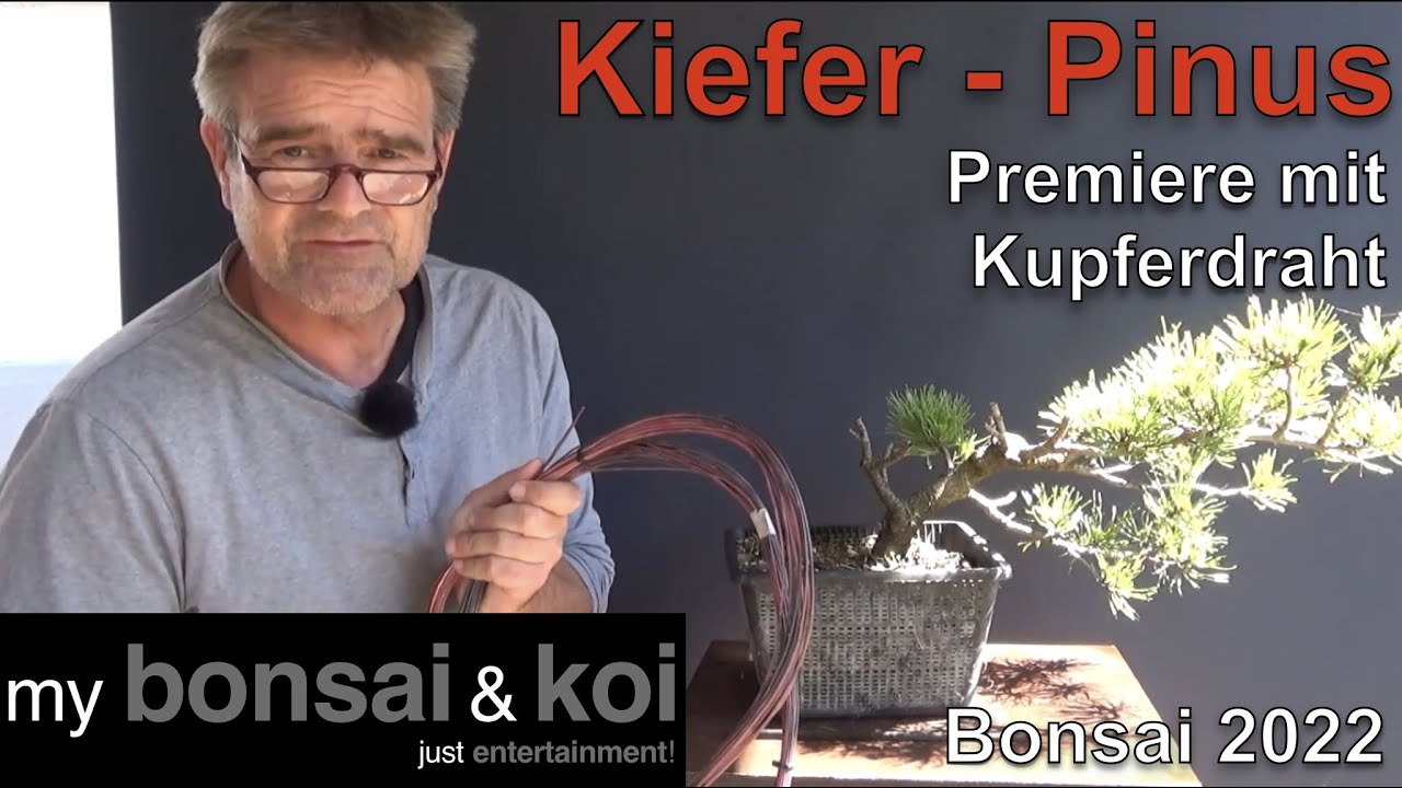 Bonsai 2022-49 - Bergkiefer - Pinus mugo - Premiere! - Gestaltung mit Kupferdraht