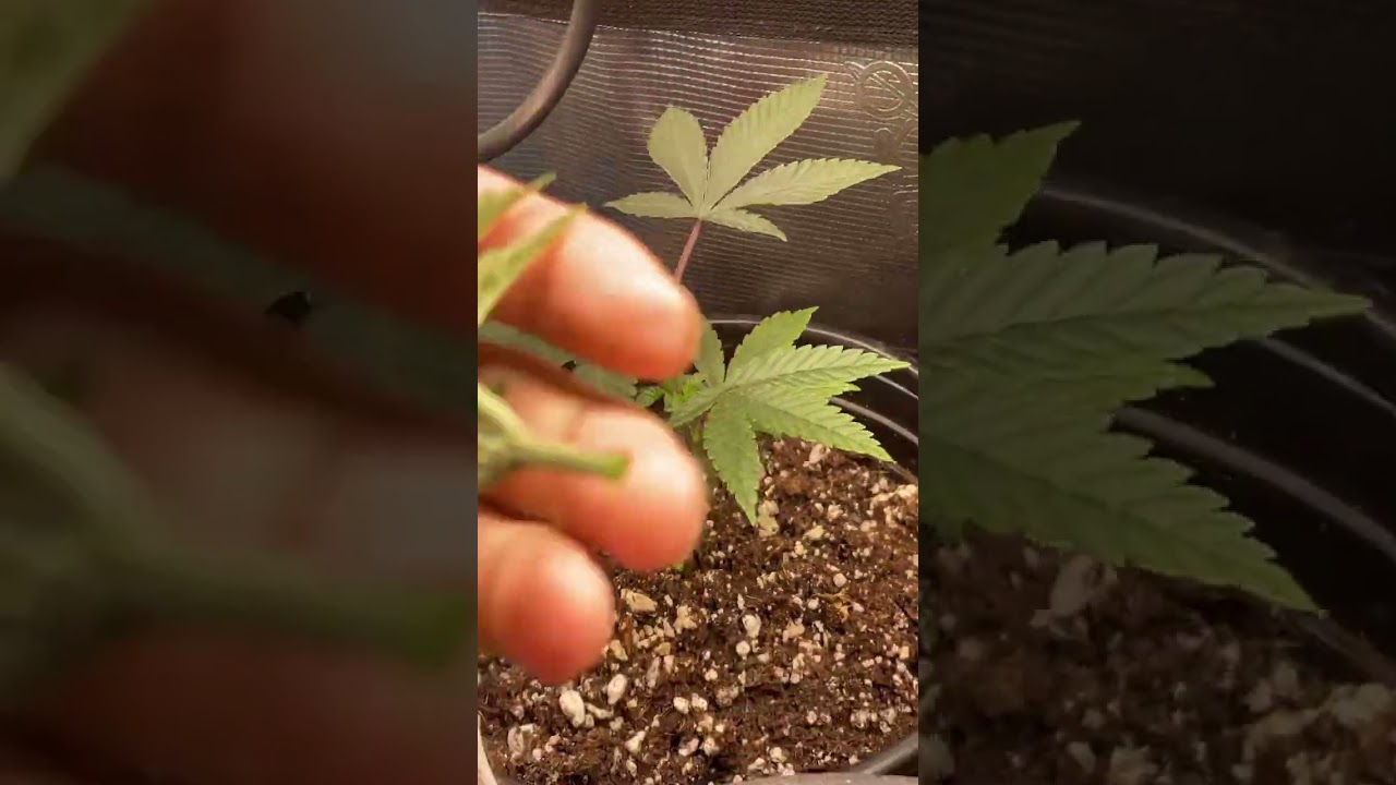 How to top a weed plant 🌱 🍁
