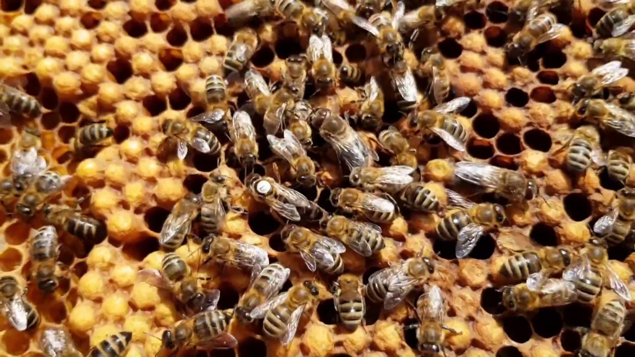 Bienenk&ouml;nigin bei der Eilage