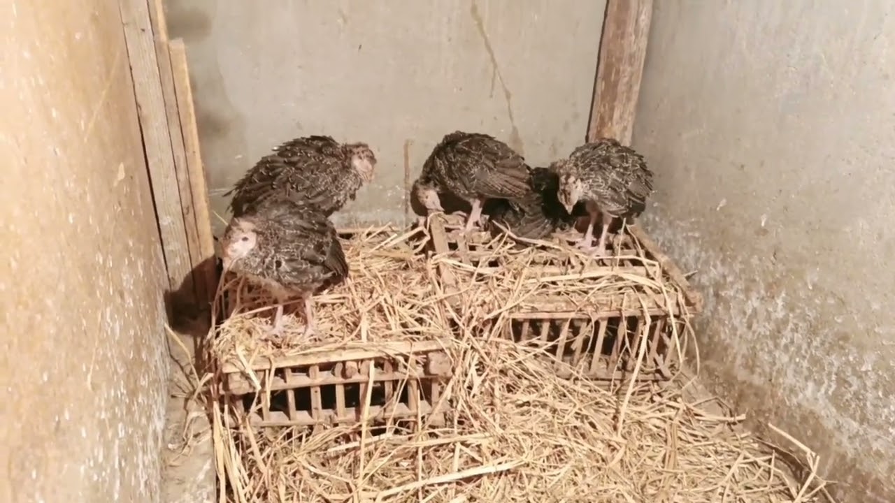 محدش هيقولك على الطريقه دى غيرى علاج ورم عين الرومى طريقه مضمونه ومجربه من سنين🦃👌🏻