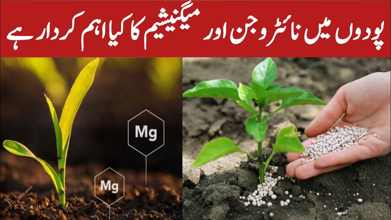 Roles of Nitrogen and Magnesium in Plants | 9th Class Biology Chapter 8 |